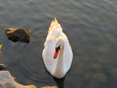 Swan bird water