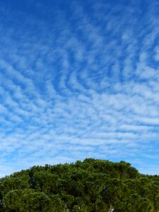 Wind top of a pine pine