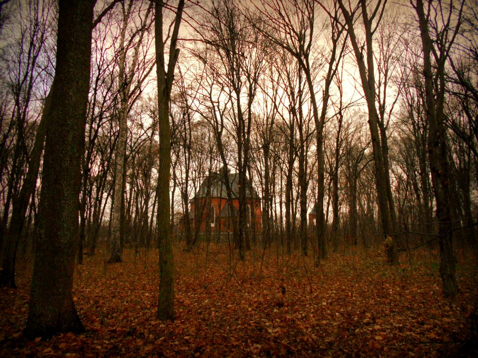 Tree palace park autumn
