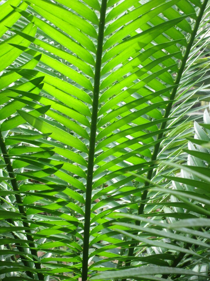 Plant leaves forest