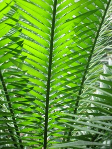 Plant leaves forest