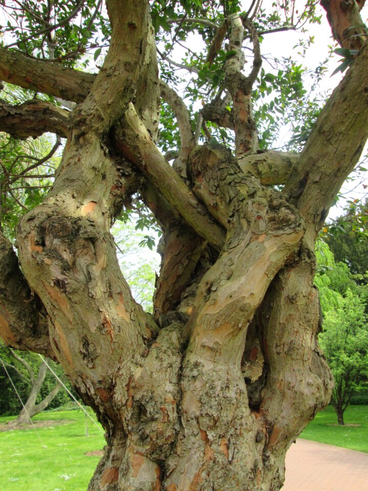 Log gnarled nature