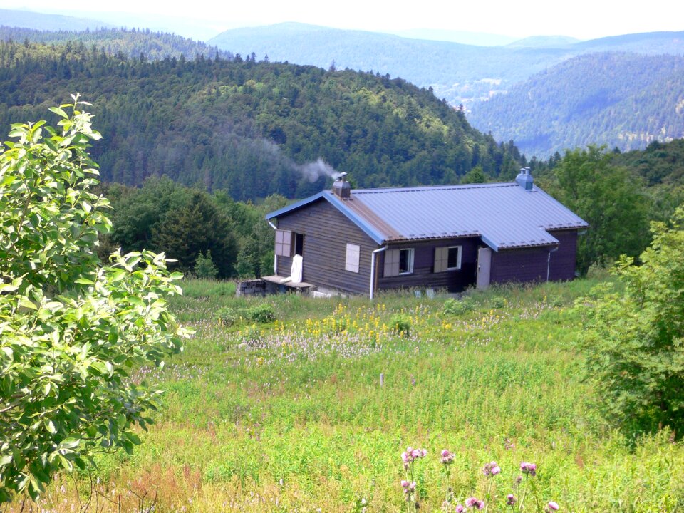 Trees reported vosges
