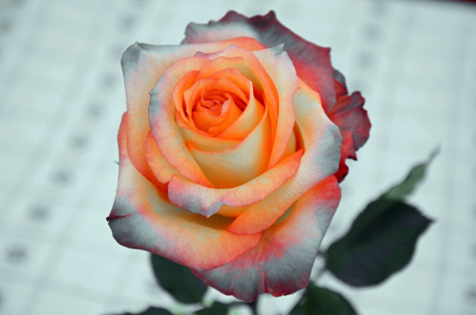 Rose flower nature