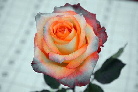 Rose flower nature