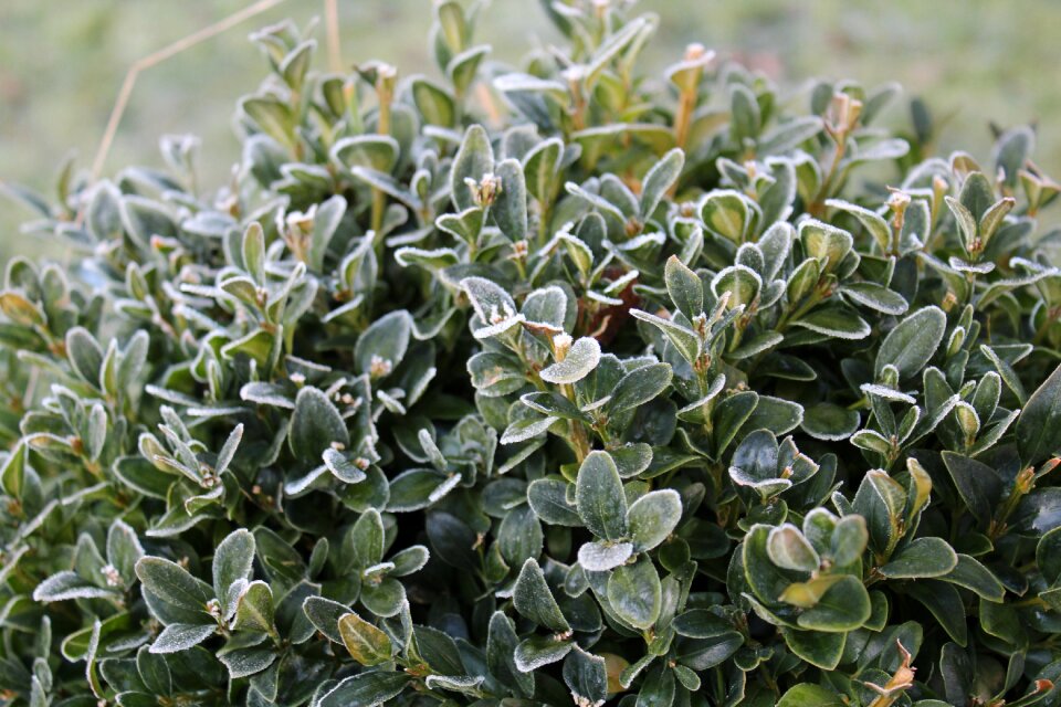 Nature cold frozen