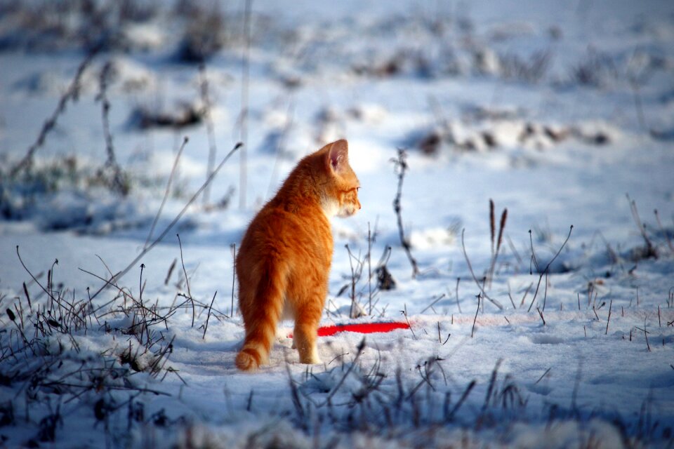 Red cat young cat red mackerel tabby