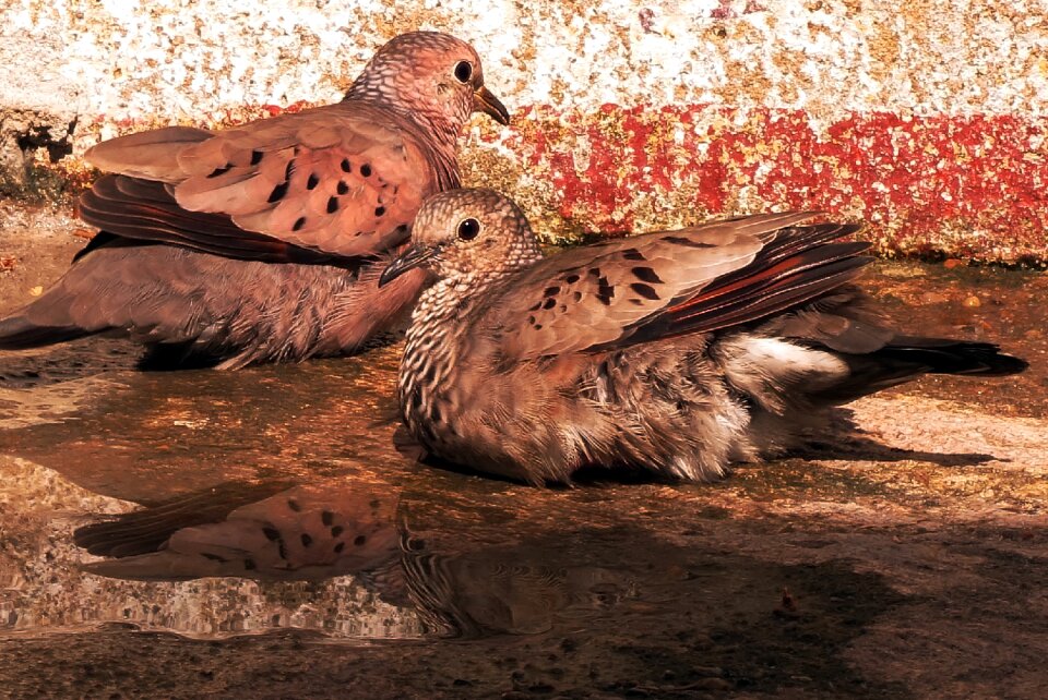 Amazon brazil brown amazon