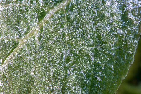 Leaf winter ripe