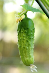 Fruits and vegetables food pickle photo