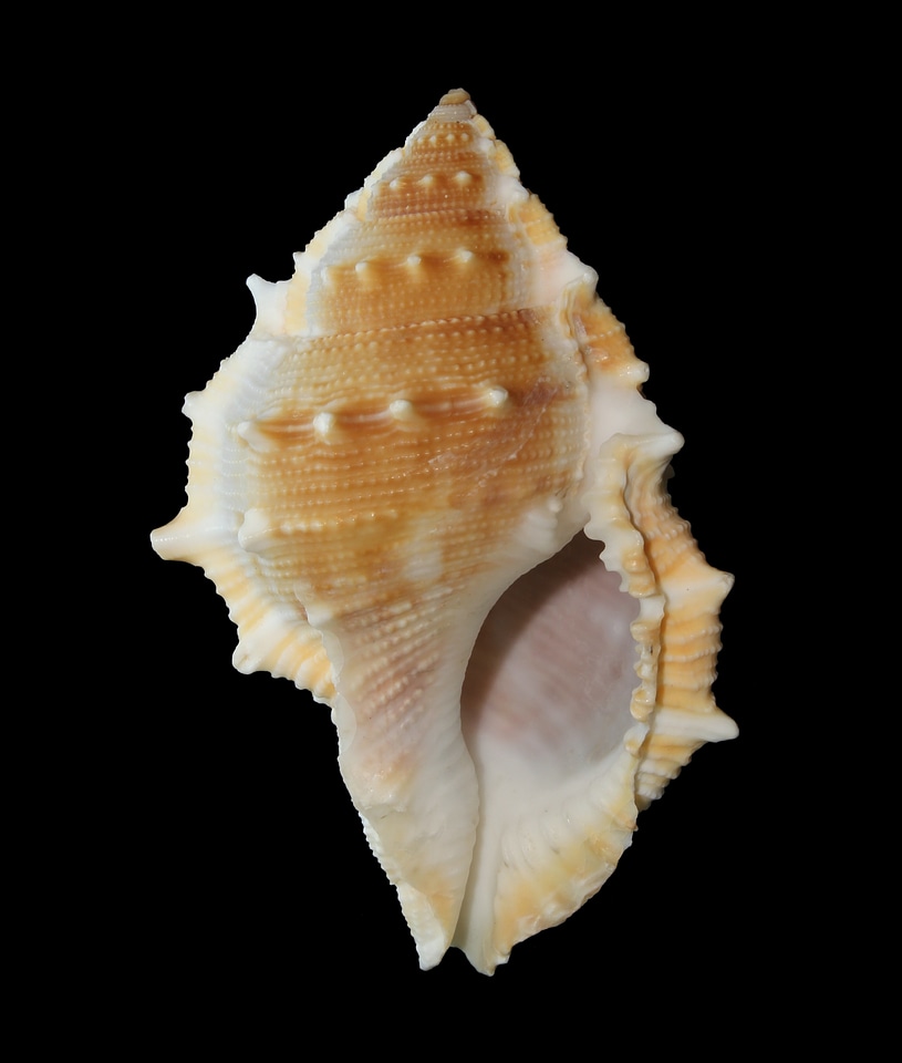 Marine beach spiral