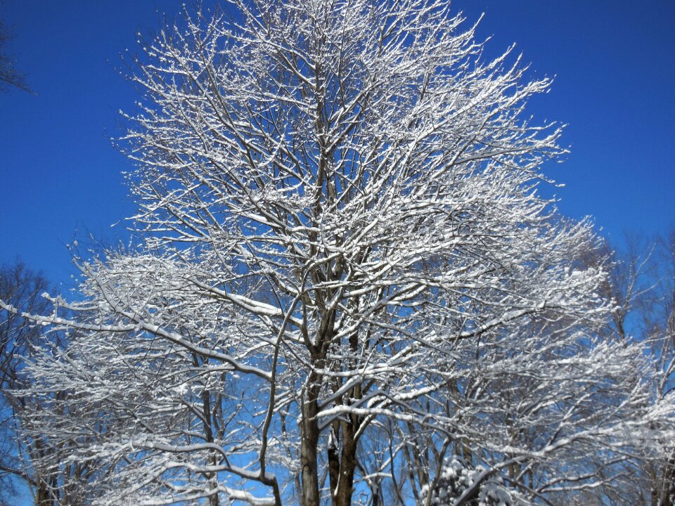 Nature season tree photo