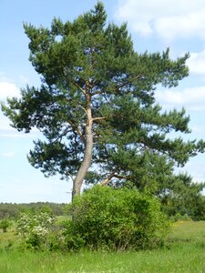 Landscape nature evergreen