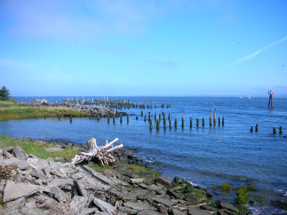 Pile columbia river drift wood