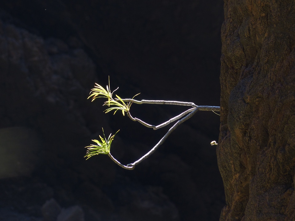 Plant exotic spurge