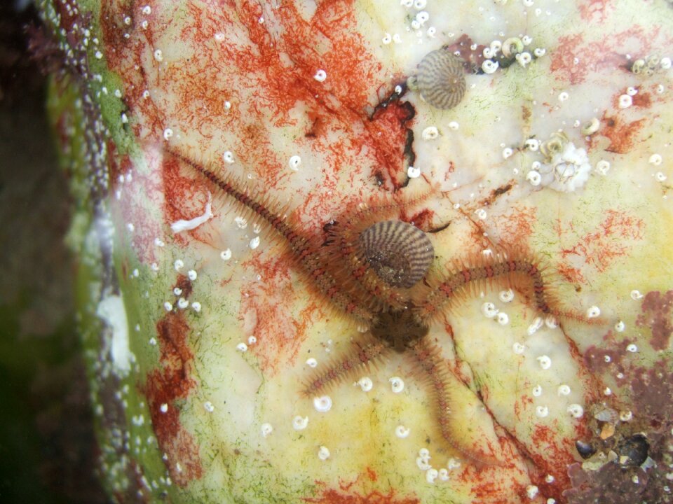 Brittle star marine holiday