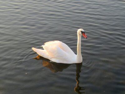 Swan bird water