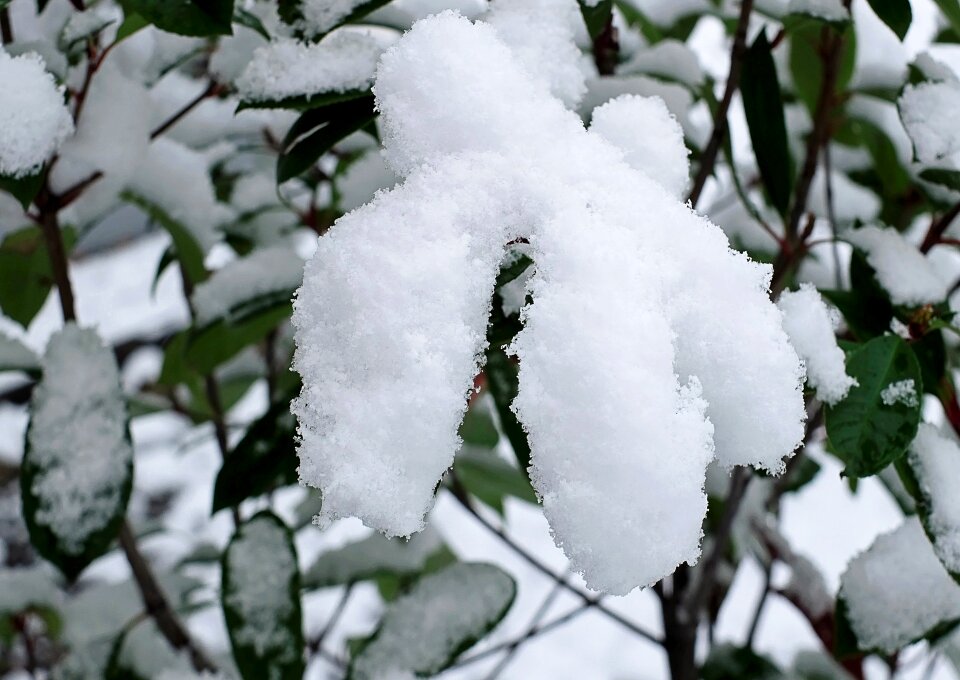 Plant winter nature