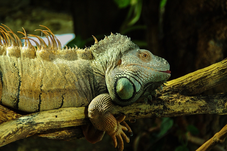 Green lizard kaltblut