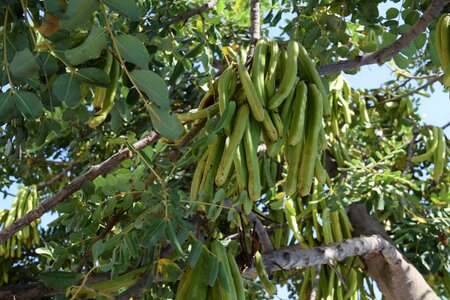 Pod fruit green photo