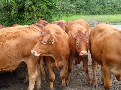Animal livestock farm animals