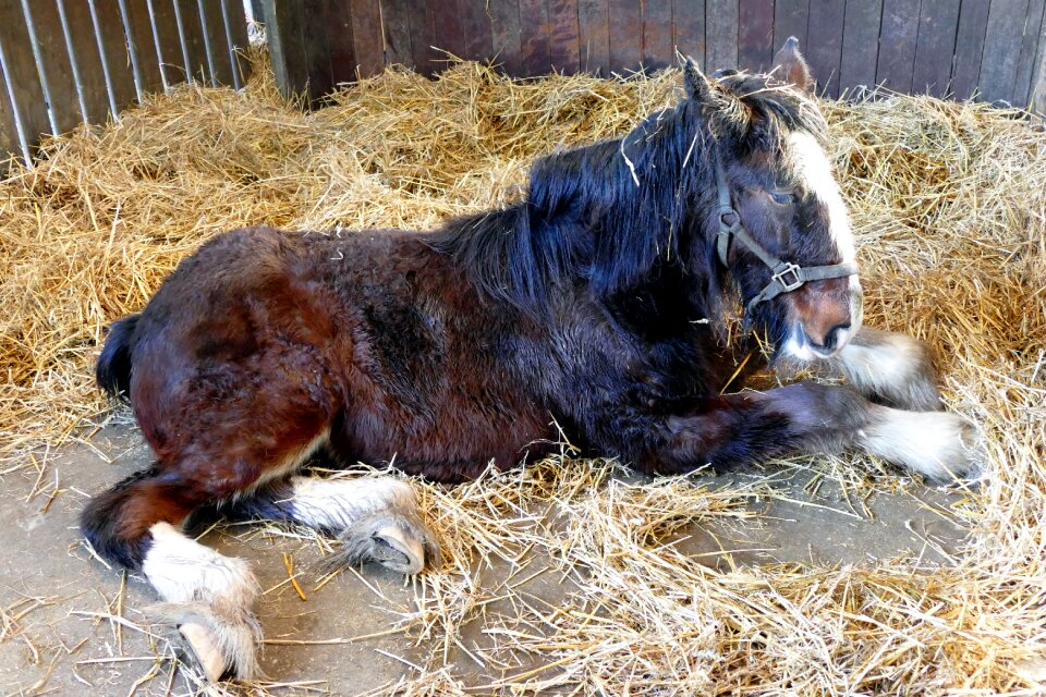 Nature farm stallion