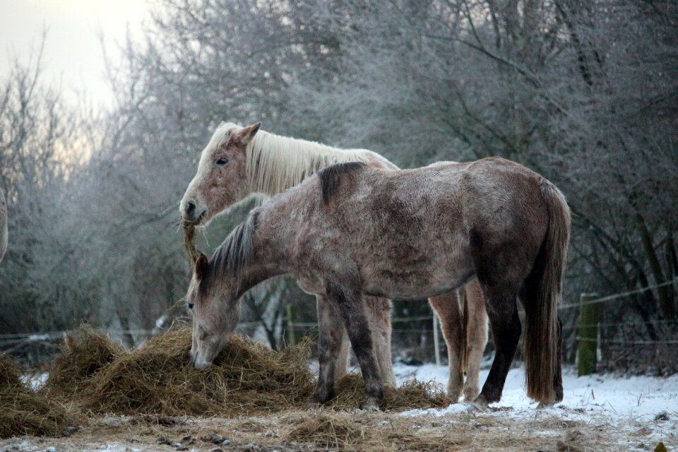Frost mold thoroughbred arabian