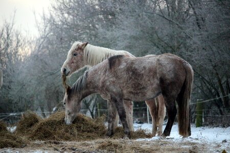 Frost mold thoroughbred arabian