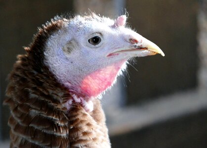Animal livestock thanksgiving