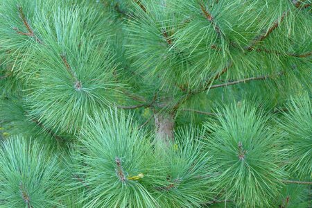 Nature forest evergreen