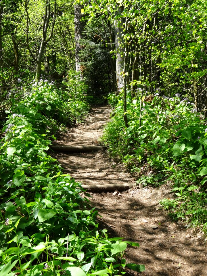 Trail the stones nature