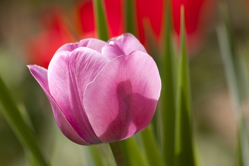 Nature flowers tulips