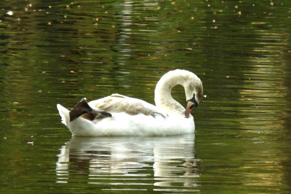 Water swan animals