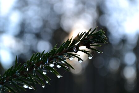 Green needles sun
