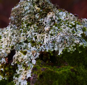 Plant texture white