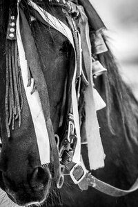 Black and white traditions romania