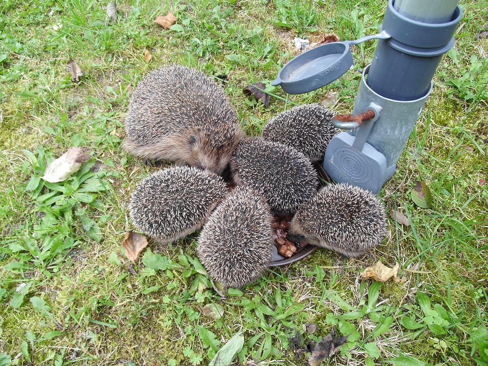 Animal igelmalzeit hedgehog family many hedgehog