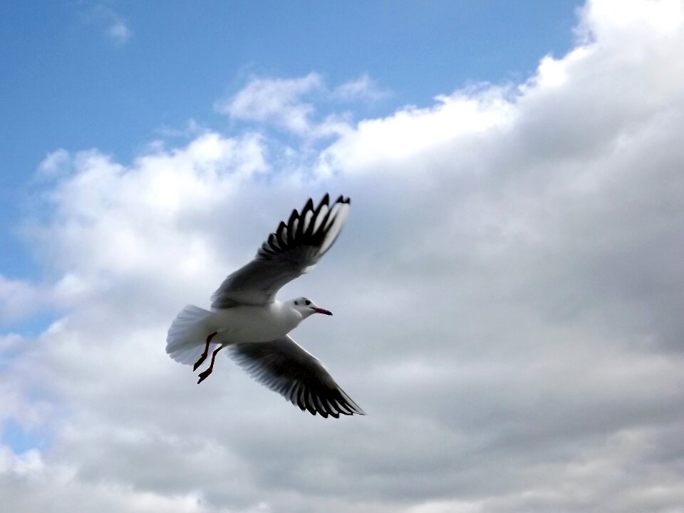 Birds fly sky