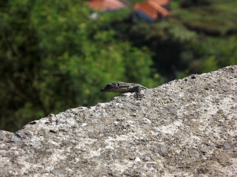 Stone lizard reptile