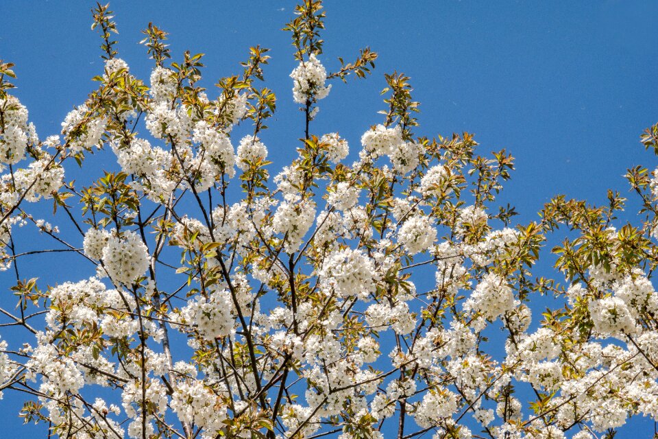 White spring sky