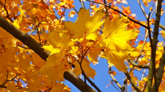 Colors of autumn golden nature photo