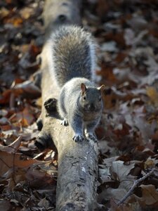 Nature animal grey squirrel photo