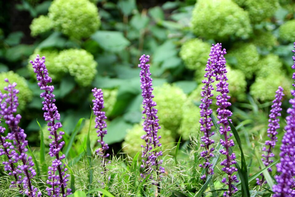Flower plants nature