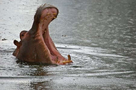 Hippo foot africa