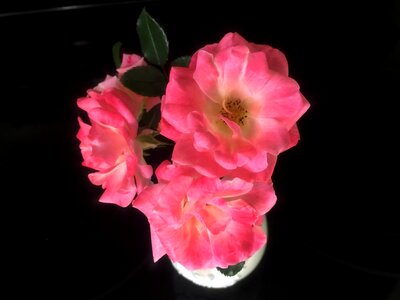 Petal floral elegant photo