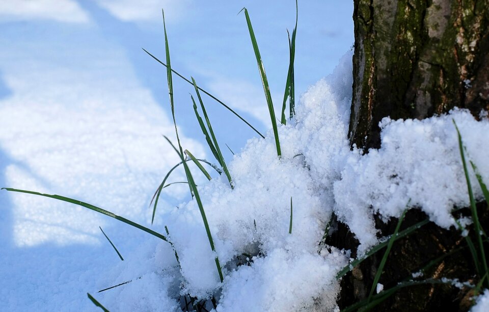 Grüne snow landscape