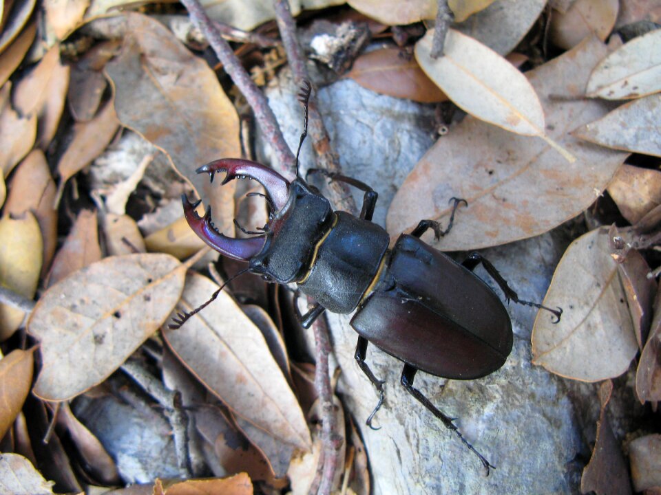 Island of rab beetle insect