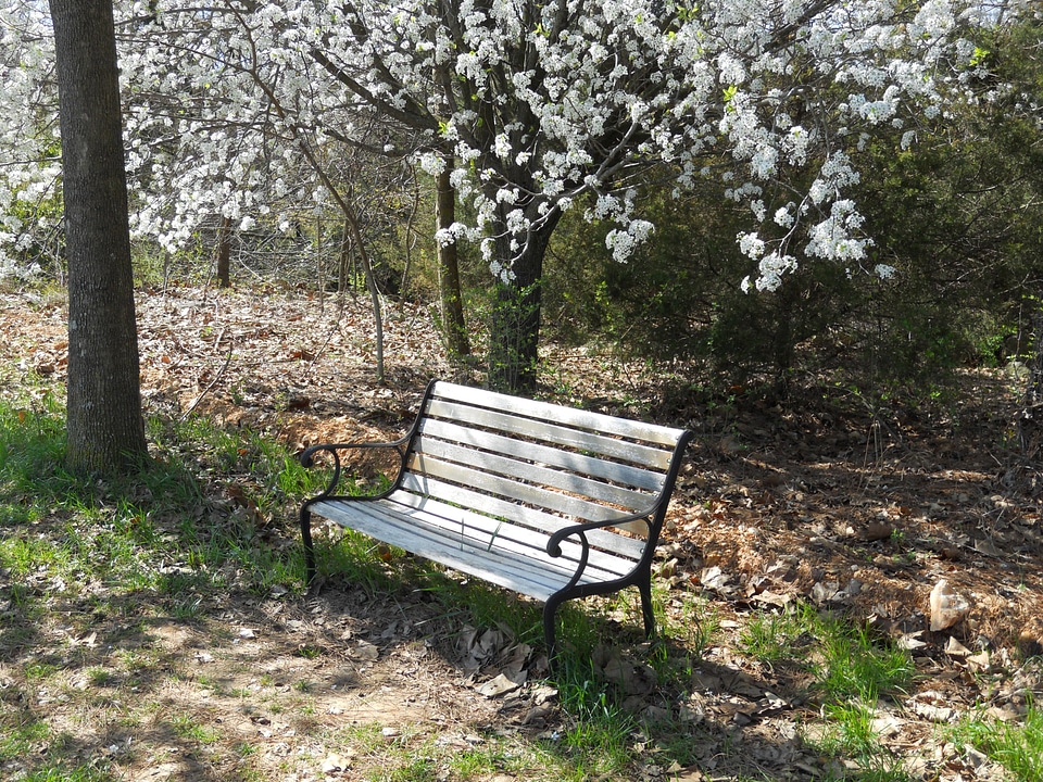 Park landscape outdoor