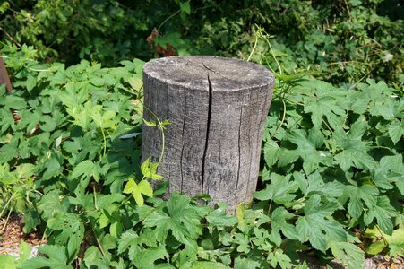 Green foliage outdoors