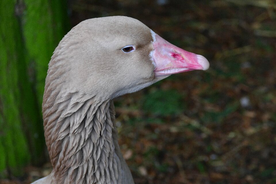 Duck wildlife wild